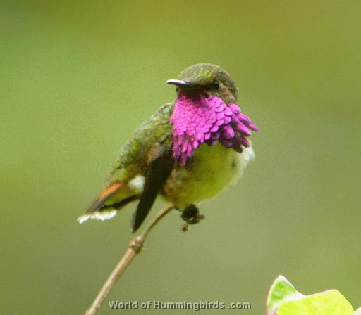 Hummingbird Garden Catalog: Wine-Throated Hummingbird
